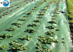 Wholesale Heavy Duty Landscape Weed Control Fabric with Precut 6&quot; Hole Spacing Perfect Gardening Weed Blocker Barrier Ground Cover from china suppliers