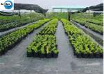 Growing Cucumbers with Spunbond Agriculture Non Woven Cover, Seedling Tomato