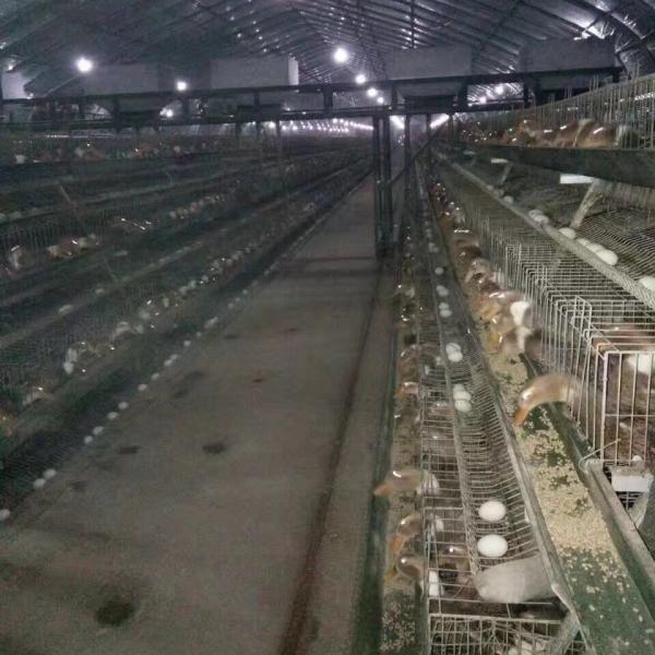 Hot Dipped Galvanized Poultry Duck Cage / Anti Rust Poultry Cage For Egg Ducks