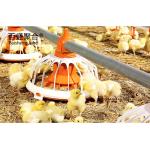 Steel Farming Livestock Shed Poultry House Chicken Shed with Tolerance ±1%
