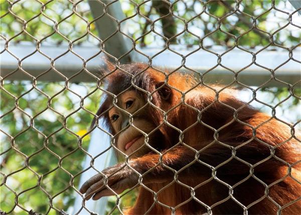 Quality Knotted Or Ferrule Type Stainless Steel Aviary Mesh Diamond For Animal Enclosure for sale