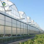 Vegetable Multi Span 3.0m Arch PC Sheet Greenhouse