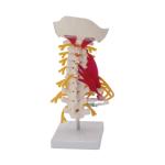 Nerves Lumbar Cervical Vertebra Model For Study Display Teaching