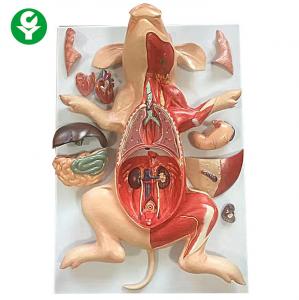 Wholesale Full Size Rabbit Animal Anatomy Models Liver Medical Science Educational from china suppliers