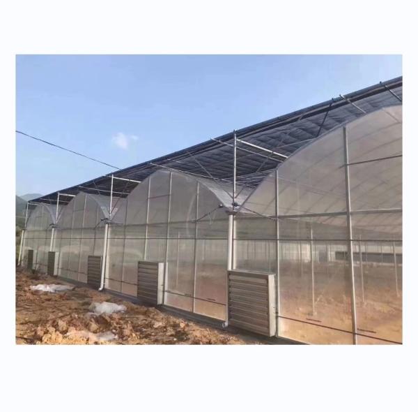 Vegetable Fruits Flowers Film Greenhouse Chinese Multi Span Greenhouse for