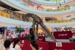 Indoor / Outdoor Exhibition Dinosaur Skeleton Bones Replicas With Steel Frame