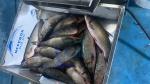 Factory Direct Sales Of Stainless Steel Fish Processing Equipment Fish Scale