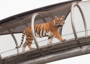 Wholesale Metal Network Stainless Steel Tiger Wire Mesh / Big Cat Crossing Mesh from china suppliers