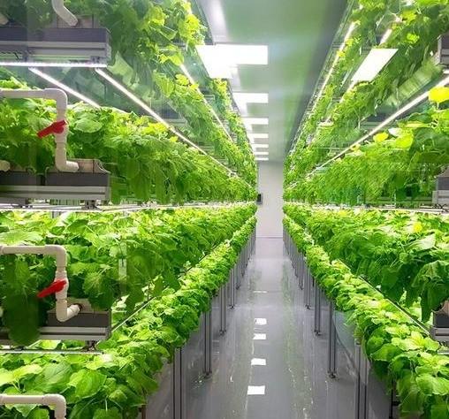 Steel Structure Hydroponic Container Greenhouse Juxiang 40hq for Building