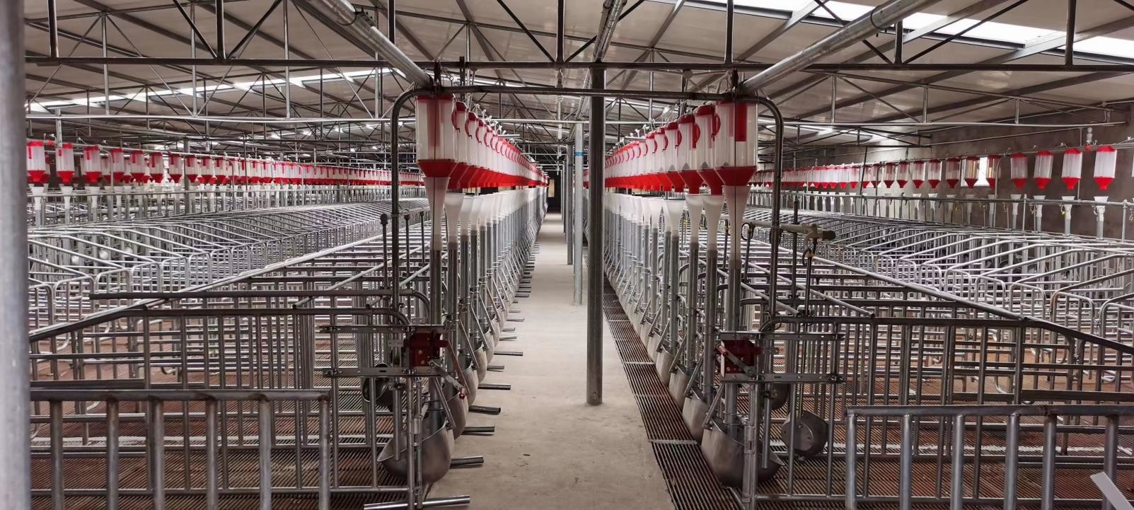 Pregnancy Stage Sow Crate 2.3*0.65m Anti Rust Hog Farrowing Pens