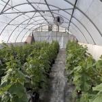 Multi-Span Arch Tunnel Greenhouse Hydroponic Growing System