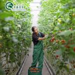 Film Cover Double Layer Hydroponics Grow Kit System for Greenhouse