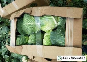 Wholesale Natural Hue All Season Cabbage 2.5 Kg / Per Helps Improve Digestion from china suppliers