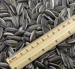 Raw Materials Price factory Supply China raw sunflower seeds ready for loading