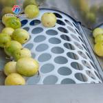 150KG 380V Lemon screening and grading machine stainless steel fruit sorting