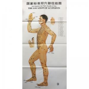 China 3pcs Meridian Acupuncture Chart ISO Acupuncture Culture on sale