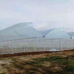 Wholesale 40 Mesh Insect Net Covered Multi Span Sawtooth Type Greenhouse For Rose In Tropical Area from china suppliers