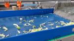 Restaurant and Food Processing Washing Machine Leafy Greens Baby Spinach Salad