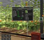 Steel Structure Venlo Hydroponics Growing System for Hydroponic Vegetable