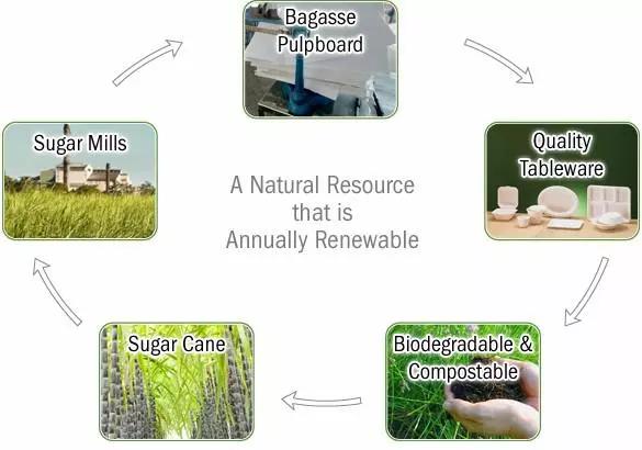 Environmental Rectangle Biodegradable Bagasse Food Containers