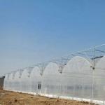 8.0m 10.0m Span Width Agriculture Greenhouse for Tomato and Vegetable