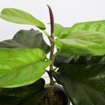 Modern Plastic Fiddle Leaf Fig Home Outdoor Landscaping Garden Decor