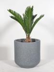 Wholesale Real Plant Display With Fiber Clay Planters Decoration