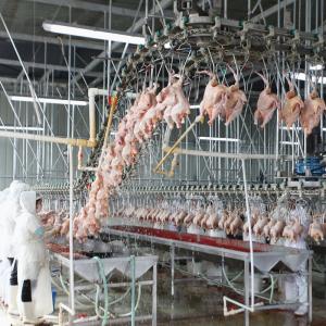 Wholesale SS304 2000birds/H Poultry Farming Equipment For Slaughtering SONCAP Approval from china suppliers