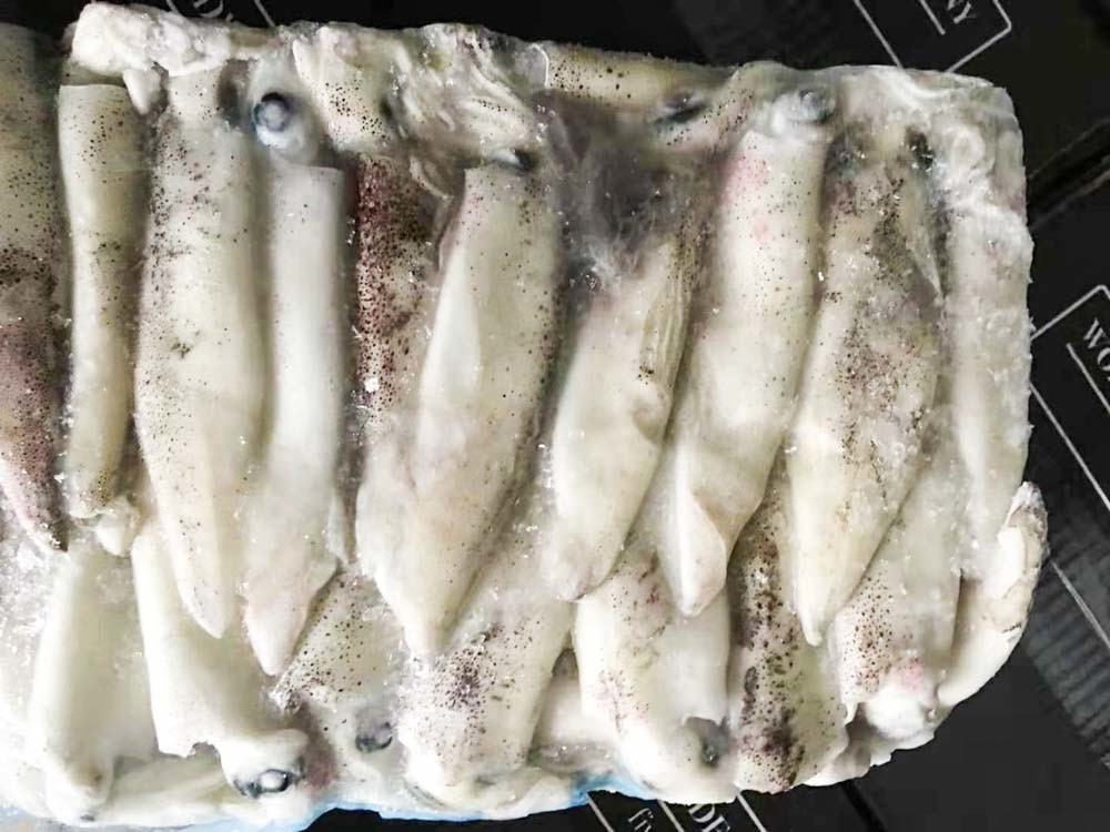 No Additives Frozen Illex Squid 13cm Size Polyethylene Bag Packaging