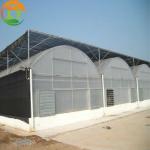 Single Layer Multi-Span Agricultural Greenhouses for Large-Scale Tomato Plant