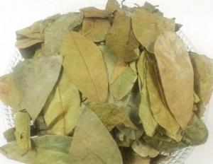 China Soursop Dried Graviola leaf or powder for sale 100% pure and natural herbal tea anti cancer on sale