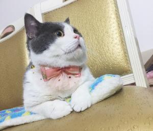 Wholesale Luxury Lace Bow Tie Cat Collar , Unique Pet Collars Decoration Size 10cm from china suppliers