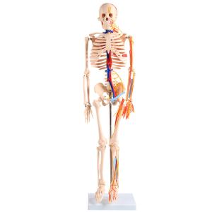 Wholesale 85CM Full Body Skeleton Anatomy With Nerves And Blood Vessels VIC-102B from china suppliers