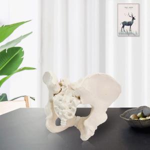 Wholesale Eco-friendly PVC 1:1 Life Size Medical Education Artistic Creation Design Ergonomics Physical Education Female Pelvic Model from china suppliers