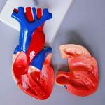 Medical Anatomy Simulation PVC Heart Anatomy 3d Model 2 Part Life Size