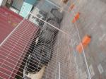 AS4687-2007 Secure Temporary Fencing / Galvanized Temporary Fencing