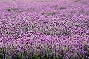 Wholesale natural lavender essential oil,Lavender oil from china suppliers