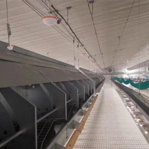 Wholesale Chain Feeding System Chicken Breeding Equipment from china suppliers