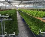 Revolutionary Hydroponic Vertical Farming Technology for Shipping Container