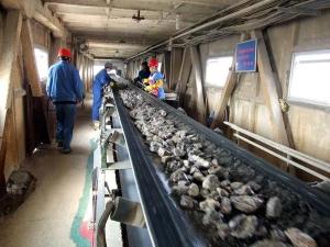 Wholesale Heat Resistant Flat Rubber Belt Conveyor For Coal Mining 130 - 320 T/H from china suppliers