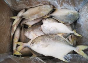 Wholesale Golden Pomfret Fish Fresh Frozen Seafood from china suppliers