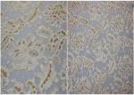 Underwear Stretchy Metallic Lace Fabric / Corded Jacquard Lace Fabric