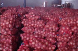 Wholesale 7cm Natural Fresh Onion from china suppliers