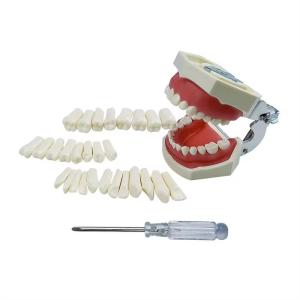 Wholesale Standard Dental Exercise Teeth Dental Student Training Teeth 28pcs/32pcs Resin Permanent Teeth from china suppliers