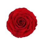 Decorative Preserved Rose Heads Maintain Natural Beauty & Colour For A Long Time
