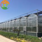 50m Length Agricultural Glass Greenhouse for Hydroponic Systems and Tomato