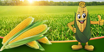 starch-based plant based starches material