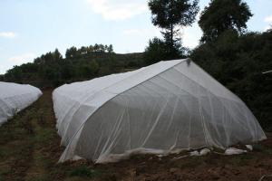 Wholesale 50gsm Plain Weaving Insect Proof Mesh , Corrosion Resistance Anti Insect Netting from china suppliers