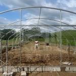 Professional Agricultural Tunnel Greenhouse With Rustproof Galvanized Frame