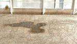 Inconspicuous Steel Obstacles Putanka MZP With 10m Perimeter